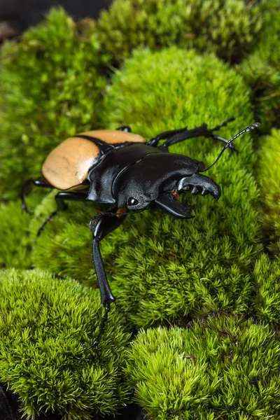 Maggiolino cervo (Odontolabis mouhoti) maschio — Foto Stock