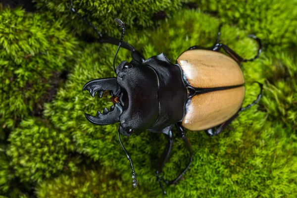 Geyik böceği (Odontolabis mouhoti) erkek — Stok fotoğraf
