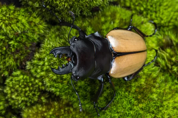 Mężczyzna Stag Beetle (Odontolabis mouhoti) — Zdjęcie stockowe