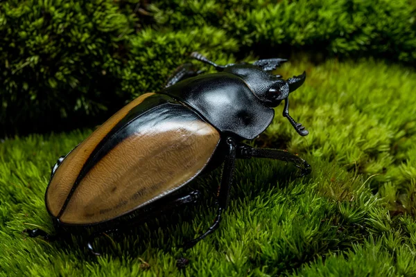Escarabajo ciervo (Odontolabis mouhoti) Hembra — Foto de Stock