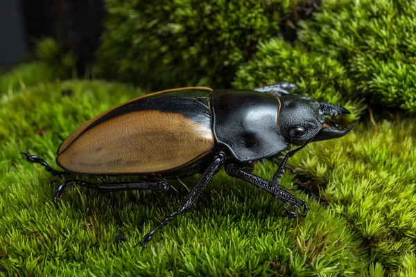 Escarabajo ciervo (Odontolabis mouhoti) Hembra — Foto de Stock