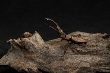 Stag Beetle, kurutulmuş böcek,