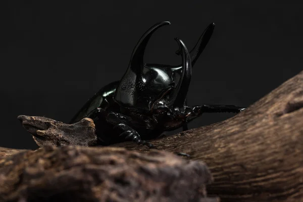Trzy rogate Beetle (Chalcosoma Kaukazu) — Zdjęcie stockowe
