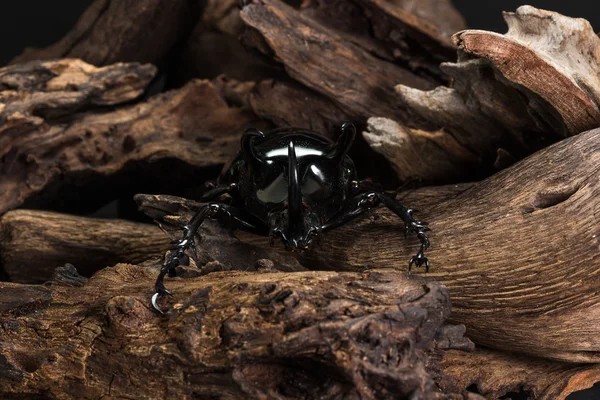 Drie-gehoornde kever (Chalcosoma Kaukasus) — Stockfoto