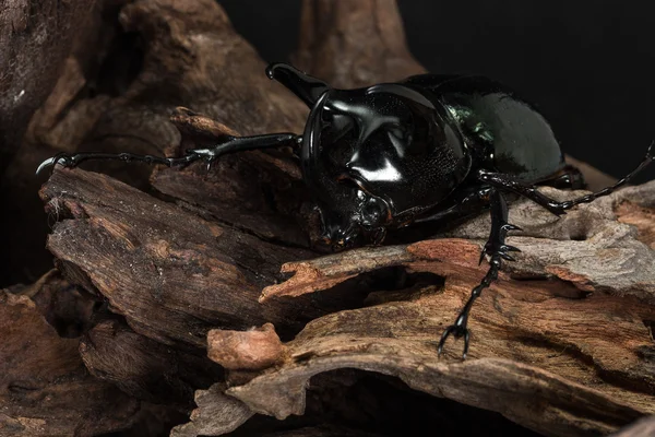 Трёхрогий жук (Chalcosoma caucasus ) — стоковое фото