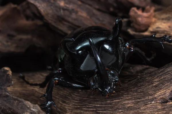 Trzy rogate Beetle (Chalcosoma Kaukazu) — Zdjęcie stockowe