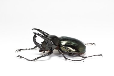 Üç boynuzlu böcek (Chalcosoma Kafkasya)