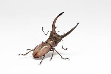 Golden stag beetle 