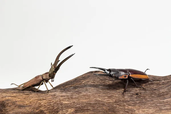 Lucha contra el Escarabajo del Ciervo — Foto de Stock
