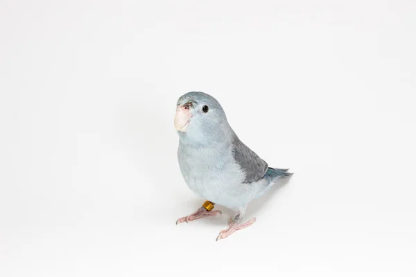 Fioletowe Forpus Parakeet, ptak — Zdjęcie stockowe