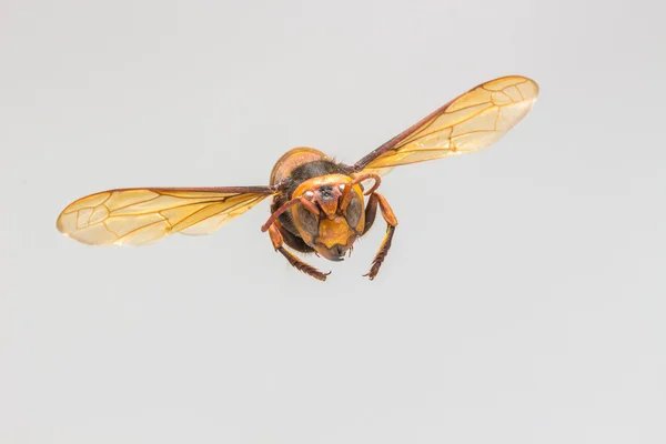 Wasp, owady latające — Zdjęcie stockowe