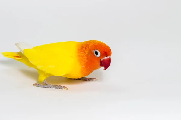 Doppio uccello giallo — Foto Stock