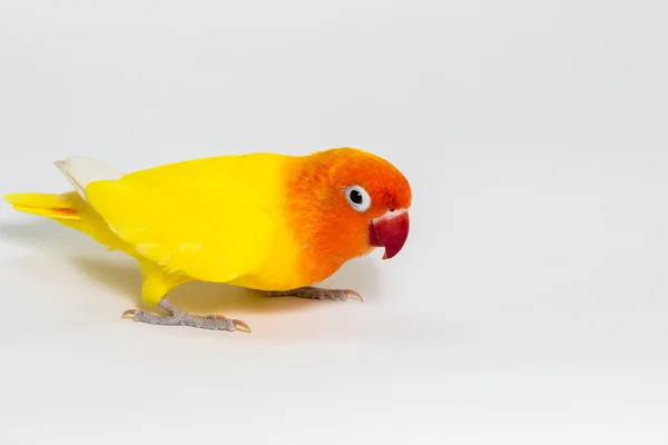 Dvojitá žlutá Lovebird — Stock fotografie