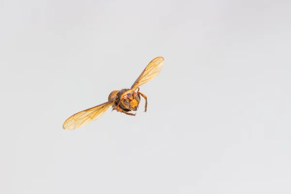 Летающая оса, — стоковое фото