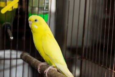 Sarı muhabbet kuşu, muhabbet kuşu kuş