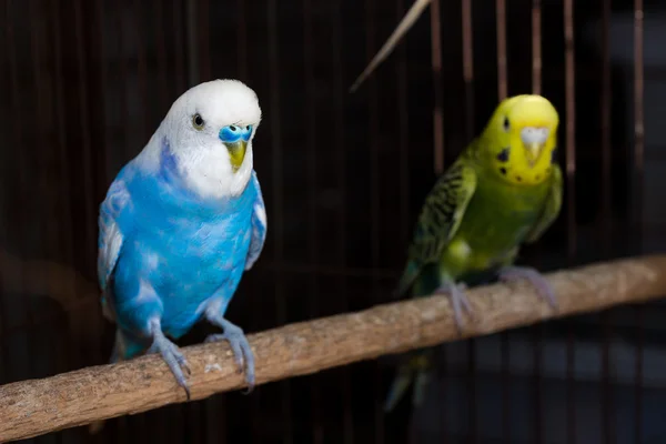 Fantasia cor Budgie, Budgerigar Bird — Fotografia de Stock