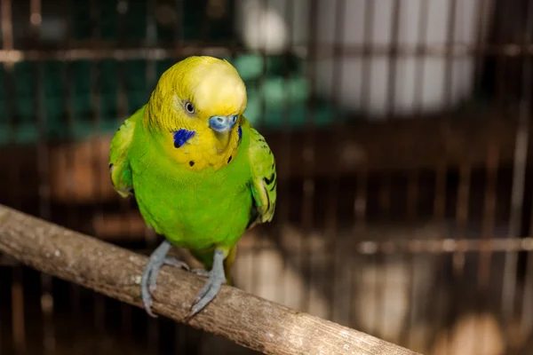 Budgie jaune, oiseau Budgerigar — Photo