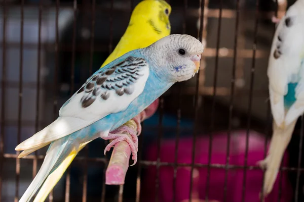 Color elegante periquito, periquito pájaro —  Fotos de Stock