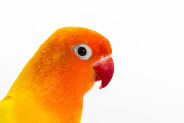 Double Yellow Lovebird — Stock Photo, Image