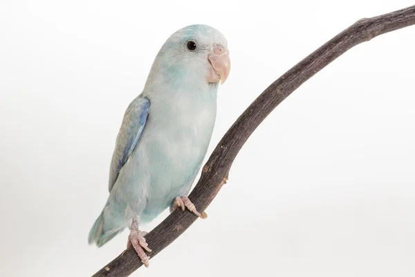 Pastellblauer Gabelvogel — Stockfoto