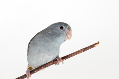 Leylak rengi Forpus, muhabbet kuşu, kuş