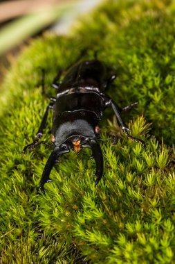 Vahşi geyik böceği 