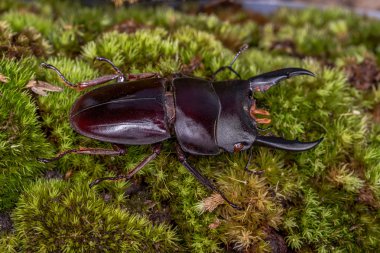 Vahşi geyik böceği 