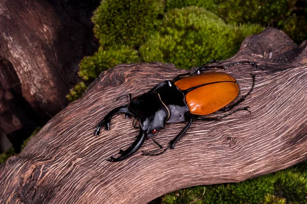 Escarabajo Ciervo (Odontolabis mouhoti) Hombre — Foto de Stock