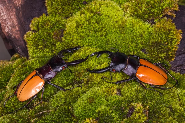 Mężczyzna Stag Beetle (Odontolabis mouhoti) — Zdjęcie stockowe