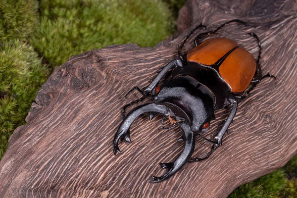 Mężczyzna Stag Beetle (Odontolabis mouhoti) — Zdjęcie stockowe