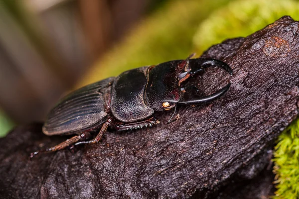 Escarabajo ciervo salvaje — Foto de Stock