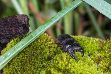 Vahşi geyik böceği 