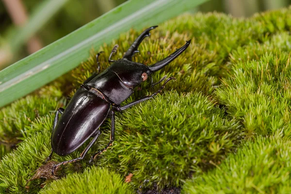 Wild Stag Beetle