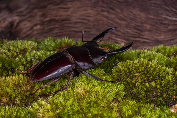 Dendroctone du cerf sauvage — Photo