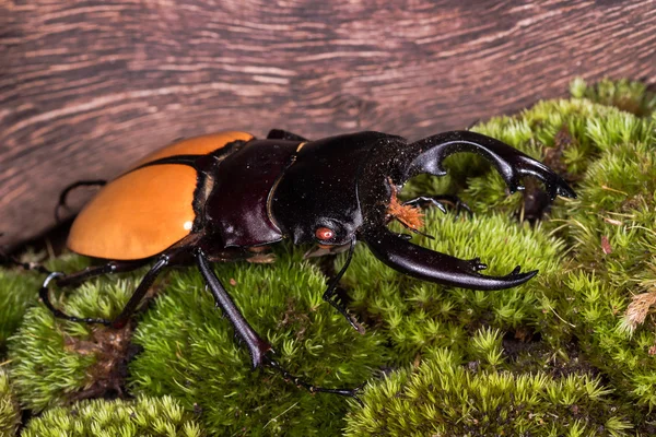 Coléoptère du cerf (Odontolabis mouhoti) Homme — Photo