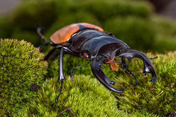 Escarabajo Ciervo (Odontolabis mouhoti) Hombre — Foto de Stock