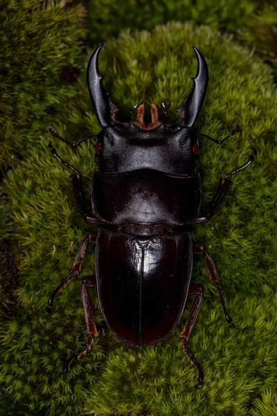 野生鹿甲虫 — 图库照片