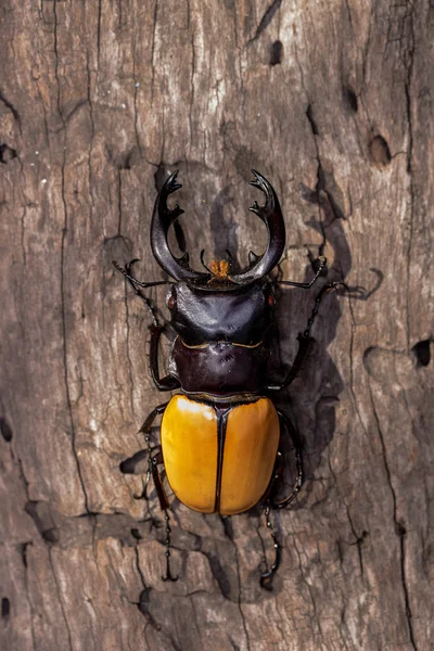 Escaravelho (Odontolabis mouhoti) Masculino — Fotografia de Stock