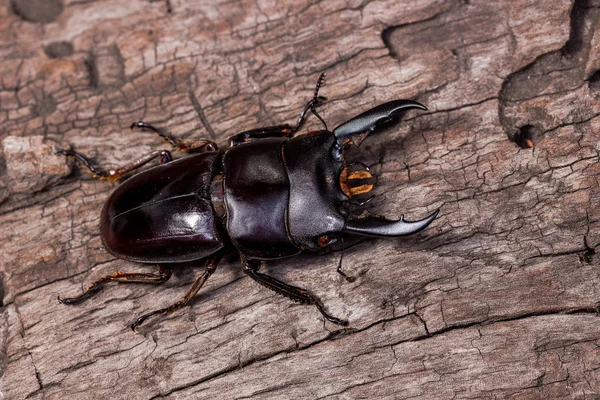 野生鹿甲虫 — 图库照片