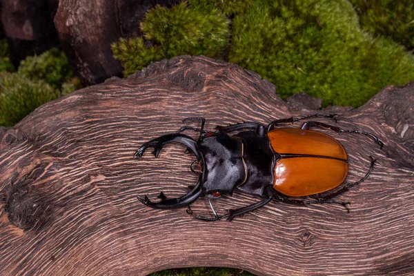 Mężczyzna Stag Beetle (Odontolabis mouhoti) — Zdjęcie stockowe