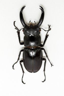 Geyik böceği (Hexarthrius nigritus)