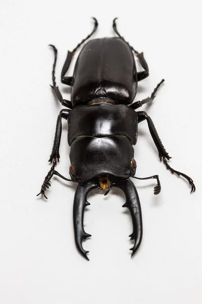 Escarabajo ciervo (Prosopocoilus buddha ) — Foto de Stock