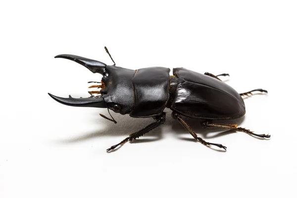 Escarabajo ciervo (Dorcus titanus ) — Foto de Stock