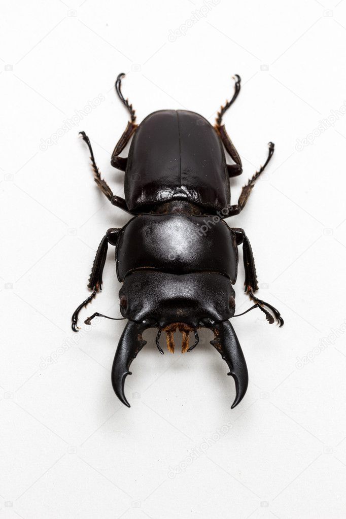 Stag Beetle (Dorcus titanus)