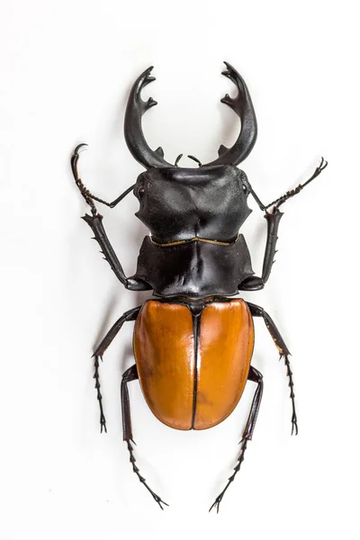 锹虫 (Odontolabis mouhoti) 男性顶视图 — 图库照片