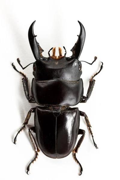 Escaravelho (Dorcus titanus) Vista superior — Fotografia de Stock
