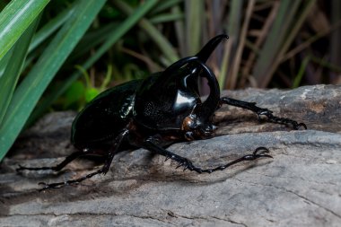 Üç boynuzlu böcek (Chalcosoma Kafkasya)