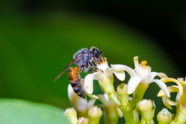 beyaz çiçek arıya