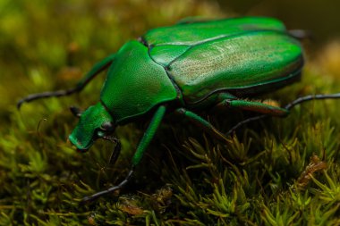 Yeşil çiçek böcek üzerinde yeşil yosun