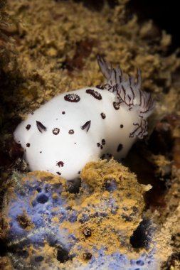 Omurgasızını (Jounna Funebris) deniz yaratığı